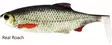 Westin Ricky The Roach Shad 18cm/85g - Pike Soft Baits and Jigs - 5707549436202 - 7