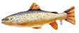 Soft Fish Trout 60cm - Plush Toys - 5905279175013 - 1