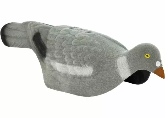 Rock Pigeon, Shell Image - Decoy Images - 361825043 - 1