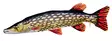 Soft Fish Pike 110cm - Plush Toys - 5905279175006 - 1