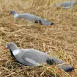 Rock Pigeon Decoy - Decoy Images - 6430038641007 - 1